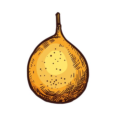 Grenadilla fruit vector sketch isolated icon. Exotic tropical granadilla fruitのイラスト素材