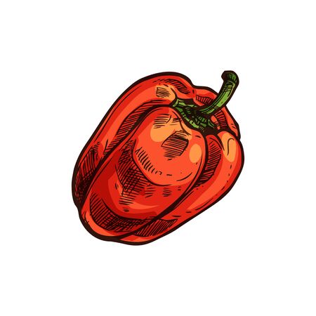 Red bulgarian sweet pepper isolated veggie sketch. Vector capsicum fruit eaten raw or cooked. Fresh vegetable, hand drawn vegetarian food. Edible bellpepper, raw organic natural food objectのイラスト素材