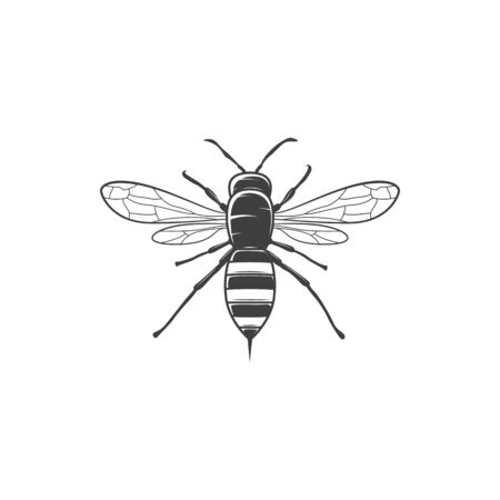 Wasp insect isolated vector icon, pest control and parasite symbol, monochrome etymology sign, hymenoptera wild creatureのイラスト素材