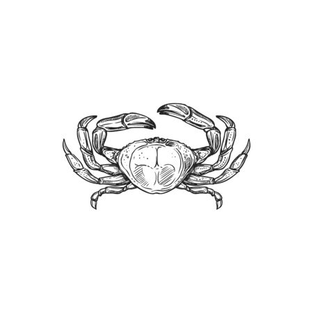 Crab isolated underwater animal. Vector marine crustacean, claws and shell, seafoodのイラスト素材