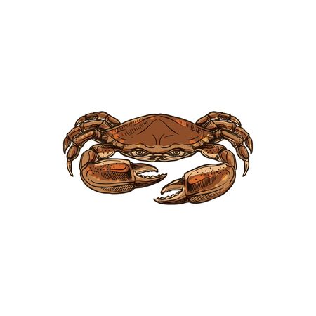 Crustacean crab with claws and shell, seafood isolated sketch. Vector underwater animalのイラスト素材