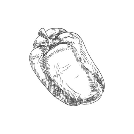 Bell or sweet pepper capsicum vector isolated sketch. Bulgarian bell pepper, hand drawn vegetableのイラスト素材