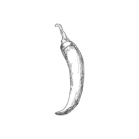 Chili pepper isolated vegetable sketch. Vector Jalapeno or Cayenne, spicy vegetable food condimentのイラスト素材