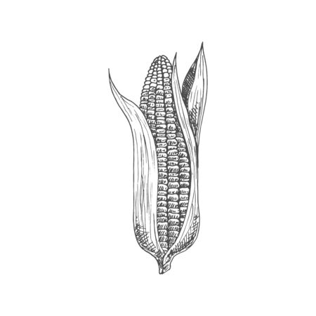Maize corn cob with leaves isolated vector sketch. Vector sweetcorn vegetarian food, cereal grainのイラスト素材