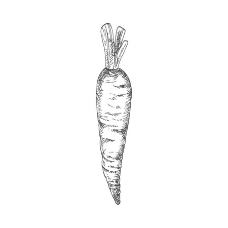 Carrot isolated autumn vegetable sketch. Vector vegetarian dieting food, root with leavesのイラスト素材