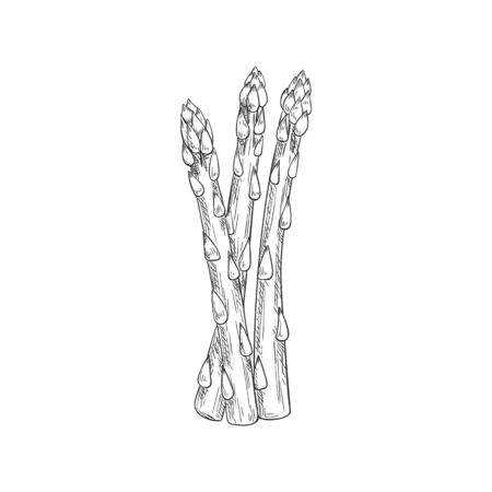 Asparagus bunch isolated sketch icon. Vector vegetarian food, hand drawn stalk herb condimentのイラスト素材