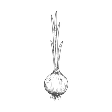 Onion bulb vector isolated sketch. Vector raw vegetable, whole root seasoning with leavesのイラスト素材