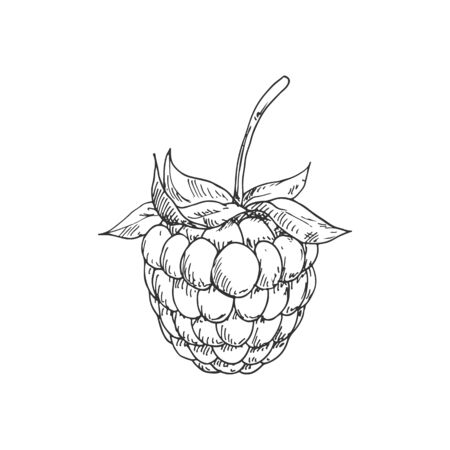 Raspberry or blackberry monochrome sketch. Vector summer berry, vegetarian food dessertのイラスト素材