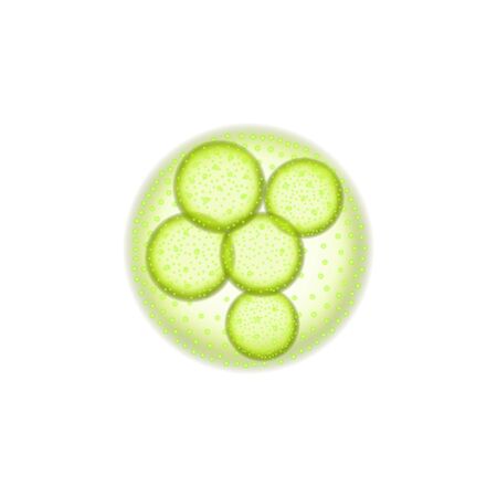 Cell under microscope isolated harmful virus.のイラスト素材