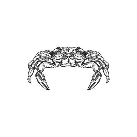 Crab sea animal vector sketch of red crustacean from front view. Seafood restaurant menu, fish market or underwater wildlife themesのイラスト素材
