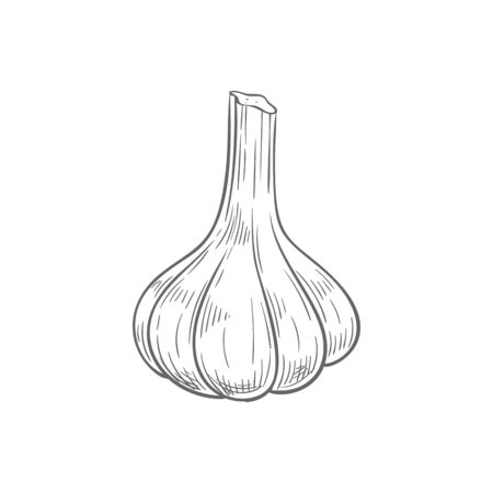 Garlic bulb isolated vegetable. Vector pungent-tasting organic spice condimentのイラスト素材