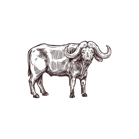 African buffalo animal isolated  of hunting sport open season. Black bull of cape buffalo or desert ox with large horns for safari tour or hunter club symbol designのイラスト素材