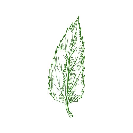 Green elm or ash tree leaf isolated sketch. Vector botanical hand drawn plant, elm leafageのイラスト素材