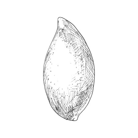 Mango tropical fruit sketch. Vector isolated organic whole exotic mango fruit with leafのイラスト素材
