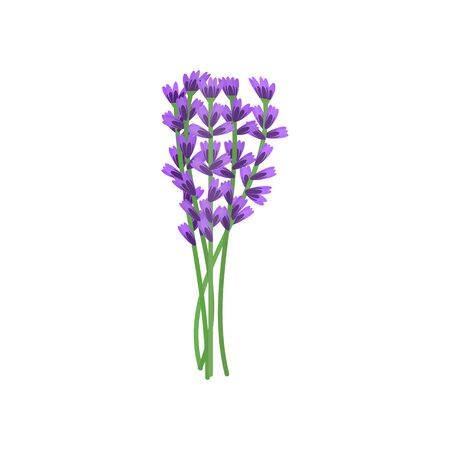 Lavandula, lavender plant isolated herb with flowers. Lavender purple flower isolated. Vector sketch of lavandula flowering plant, organic herbのイラスト素材