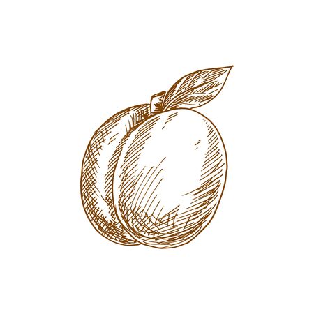 Peach fruit sketch. Vector isolated whole natural peach fruitのイラスト素材
