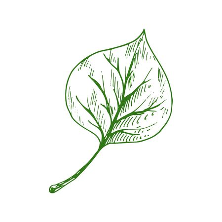 Leaf of linden, elm or birch isolated outline sketch. Vector poplar tree verdant linden leafageのイラスト素材