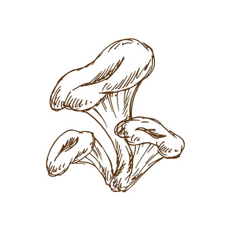 Chanterelle mushroom isolated edible fungus sketch. Vector monochrome Cantharellus formosus autumn fungiのイラスト素材