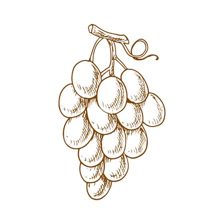 Grapes fruit sketch. Vector isolated organic natural farm fruits, grapes vineのイラスト素材