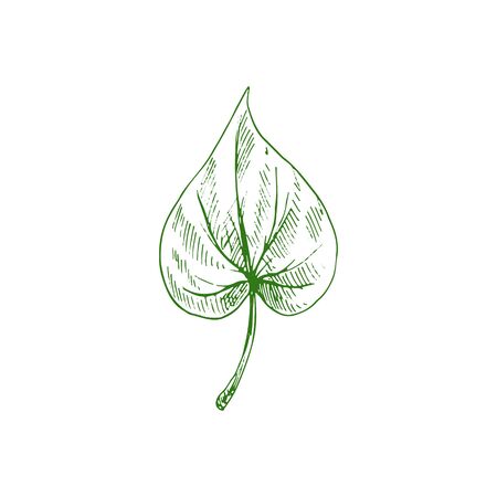 Aspen or elm, alder leaf isolated hand drawn sketch. Vector green foliage, birch tree leafageのイラスト素材
