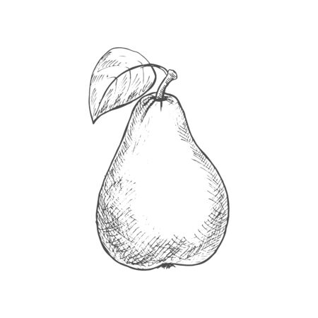 Pear sketch, vector isolated fruit. Natural healthy farm pear fruit iconのイラスト素材