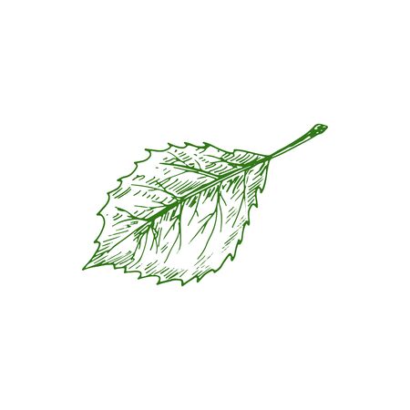 Elm or hornbeam leaf isolated plant sketch. Vector carpinus birch leafage, hand drawn ulmusのイラスト素材