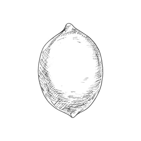 Lemon fruit sketch. Vector isolated whole organic natural lemon or lime citrus fruitのイラスト素材