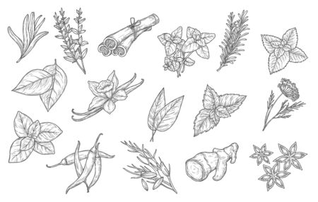 Cooking spices and herb seasonings, vector sketch icons. Herbal condiments and culinary flavorings, cinnamon, vanilla and chili pepper, anise and mint, basil, oregano and bay leaf, dill and parsleyのイラスト素材