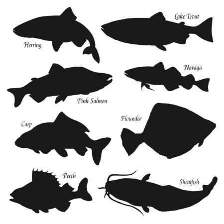 Fish black silhouettes vector icons, fish market and fishing. Sea herring, lake trout and perch, ocean pink salmon, river sheatfish and flounder, carp and navaga fish. Isolated on whiteのイラスト素材
