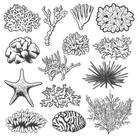 Underwater coral, starfish and sea urchin vector marine animals. Isolated tropical ocean coral reef polyps, sea star and spiny echinus objects, underwater wildlife or aquarium decorationのイラスト素材