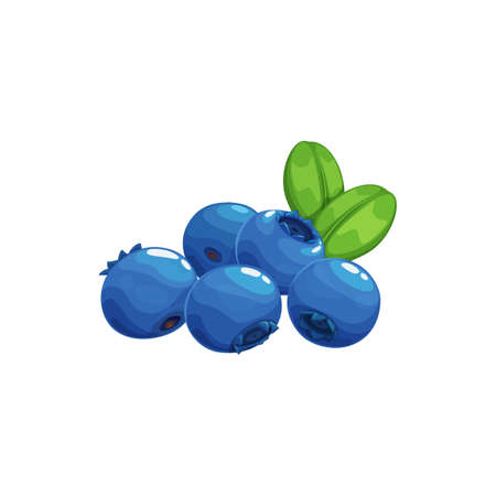Blueberry fruits icon, blue berries bilberry food, vector. Wild forest or farm garden blueberries fruits ripe harvest for jam, juice or yogurt package food ingredient, natural organic dessert berriesのイラスト素材