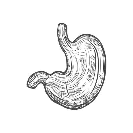 Stomach sketch icon, digestive system organ isolated vector. Anatomy element, abdomen and digestionのイラスト素材