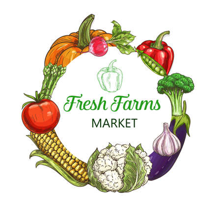 Farm vegetables sketch frame, food market harvest and greenery products, vector veggies.のイラスト素材