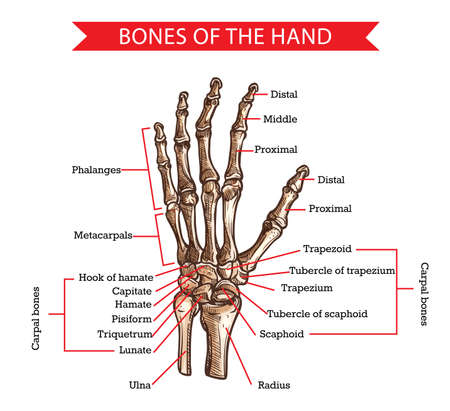 Hand and wrist bones vector sketch of human anatomy and medicine design. Hand drawn arm of skeleton with radius, ulna, finger phalanges and palm metacarpals, trapezoid, scaphoid and carpal bonesのイラスト素材