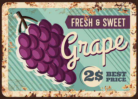Grape rusty metal plate, fruits farm market food price poster, vector vintage. Natural organic black grape fruits, agriculture vegetable fruits food market price poster, metal plate with rustのイラスト素材