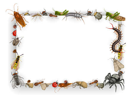 Frame with insects vector bedbug, flea and cockroach with ant, wasp, fly and, mosquito. Aphid, locust and colorado beetle with spider and ladybug. Weevil, silverfish and moth with mole cartoon borderのイラスト素材