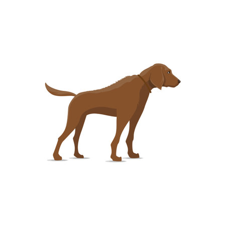Dog isolated vector icon. Hunting canine vector animal, large pointer hound breedのイラスト素材