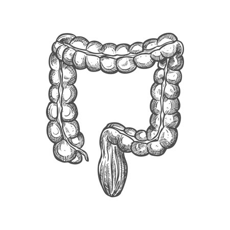 Large intestines icon, digestive system organ isolated vector. Transverse colon and rectum sketch