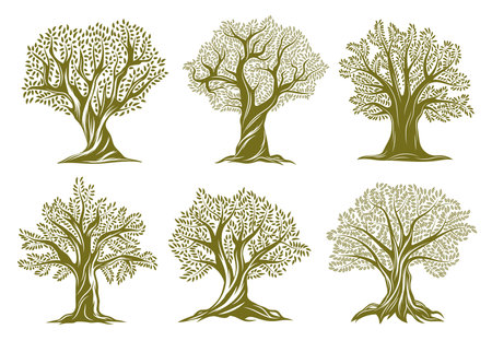 Old olive, willow or oak trees engraved icons. Trees with twisted trunk and branches, big crown, green foliage and exposed roots vector set. Garden, farm orchard or forest ancient plant silhouetteのイラスト素材