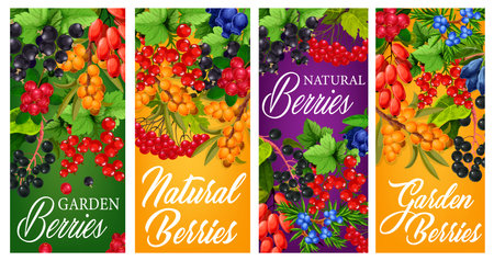 Farm garden and wild berries harvest posters. Black and red currant, japanese honeysuckle, hippophae and dogrose, cowberry, honeyberry and guelder rose, juniper vector. Natural berries orchard bannersのイラスト素材