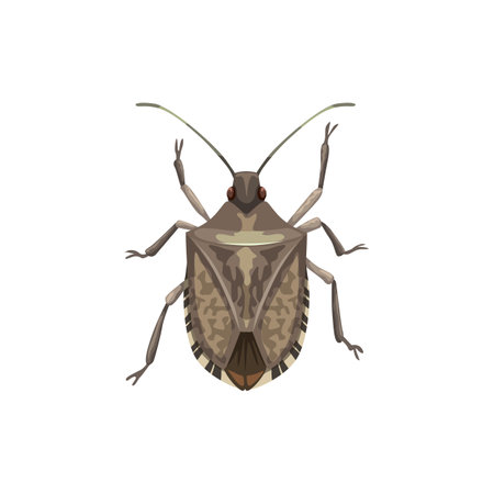 Shield bug icon, pest control insects extermination and disinsection service, vector. Agriculture and garden insect disinfection, shield bug pesticide and plants parasites disinfestation pest controlのイラスト素材