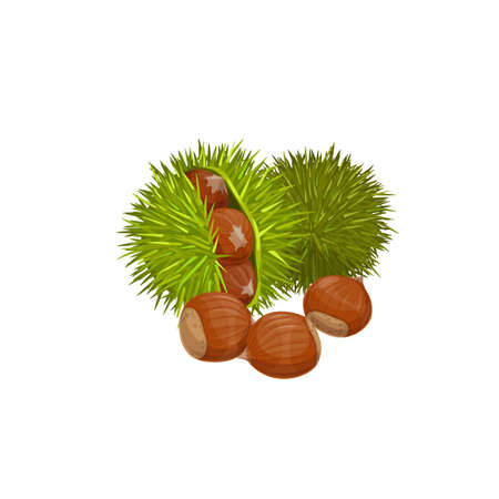 Chestnuts isolated healthy snack. Vector edible raw roasted sweet chestnut Castanea sativa, peeled green spines shell with healthy organic nuts. Edible asian or american chestnuts, protein super foodのイラスト素材