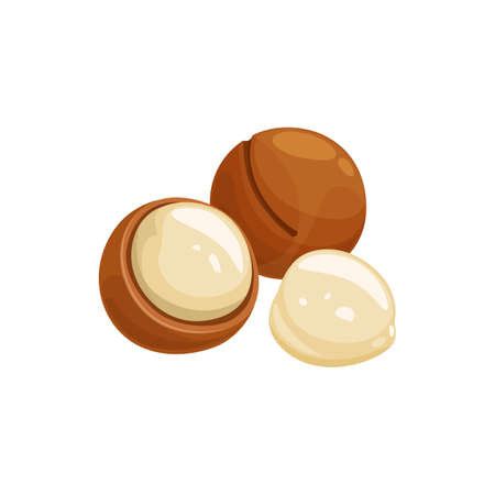 Macadamia nuts in shell and unshelled isolated cartoon queensland nuts. Vector bush maroochi bauple nut, and Hawaii tasty snack. Peeled and unpeeled nuts in husky, healthy roasted snack, crackedのイラスト素材