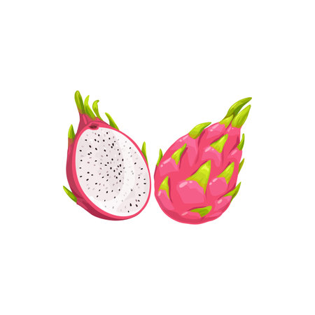 Dragon fruit pitaya whole and cut isolated realistic tropical food dessert. Vector ripe pitahaya, juicy tropical fruit, vegetarian food, grocery product. Pithaya, exotic tropical dragonfruitのイラスト素材