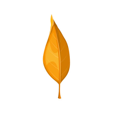 Autumn leaf yellow, fall isolated icon, vector orange leaves of dry tree. Autumn foliage, forest brown leaf of willow, ash or elm, laurel or osier and sallow tree, September season nature plants fallのイラスト素材