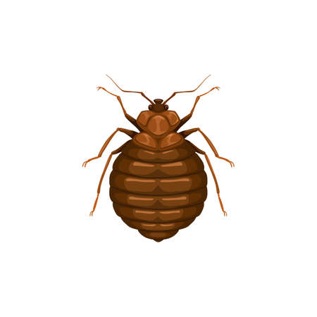 Bedbug icon, insect parasite or bed bug, pest control and domestic disinsection service, vector isolated. Bed bug or chinch crum insect parasite, disease prevention and health sanitary disinfectionのイラスト素材