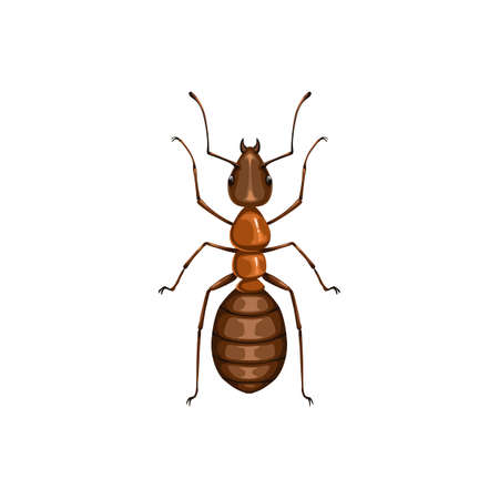 Ant icon, insect pest control, parasites extermination and disinsection service, isolated vector. Ant vermin insect, domestic and agriculture pesticide pest control symbolのイラスト素材