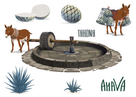 Blue agave growing and aguamiel extraction for tequila. Donkey or mule carrying agave pina heart or pineapple, pulling tahona stone mill wheel. Mexican tequila drink production, agave plantation toolのイラスト素材
