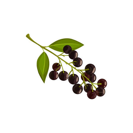Bird cherry berries, autumn leaf and fall trees foliage, vector isolated icon. Bird cherry tree branch with leaves and ripe berries harvest, Thanksgiving holiday symbolのイラスト素材