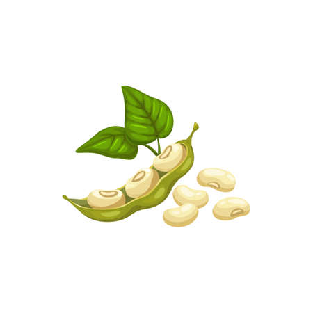 Soy or common bean pods with green leaves and heap of beans isolated natural food. Vector raw vegetable legume, fresh or pods with seeds. Pile of legume pods of beans, soybean seeds agriculture plantsのイラスト素材